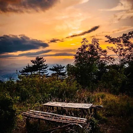 Pine Nature * Szarajevó